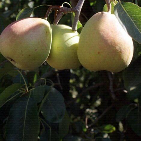 Coscia Precoce - Armut Fidanı