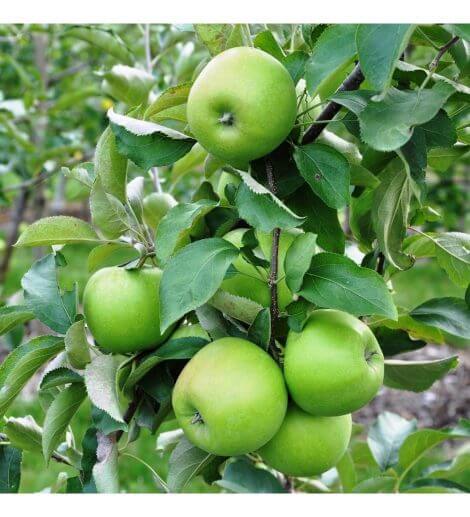 Granny Smith - Elma Fidanı