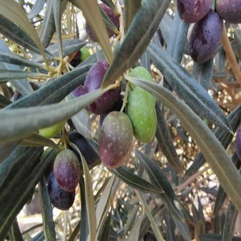 Kalamata ( Eşek ) - Zeytin Fidanı