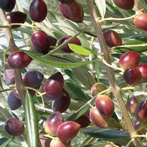 Manzelina - Zeytin Fidanı