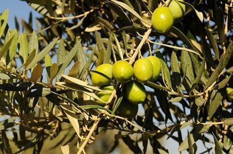 Memecik - Zeytin Fidanı