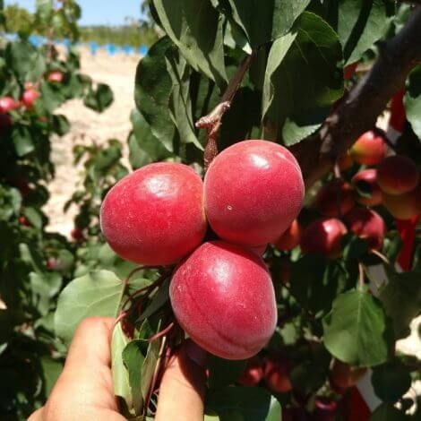 Perfect Red - Kayısı Fidanı