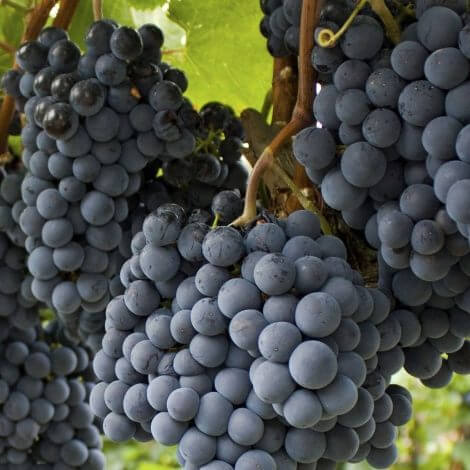 Cabarnet Sauvignon - Üzüm Fidanı