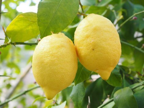 Enterdonat - Limon Fidanı