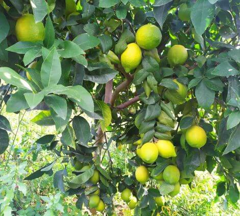 Kara - Limon Fidanı