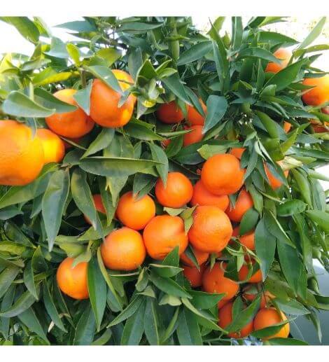 King - Mandalina Fidanı