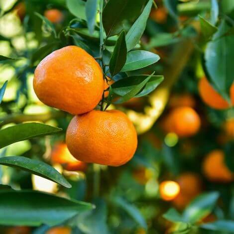 Klemantin - Mandalina Fidanı