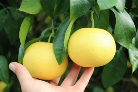 Marsh Seedless - Grayfut Fidanı