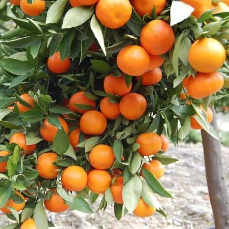 Nova - Mandalina Fidanı