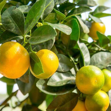 Okitsu - Mandalina Fidanı