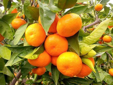 Satsuma - Mandalina Fidanı