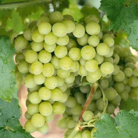 Superior Seedless - Üzüm Fidanı