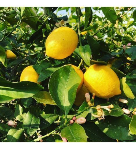 Yediveren - Limon Fidanı