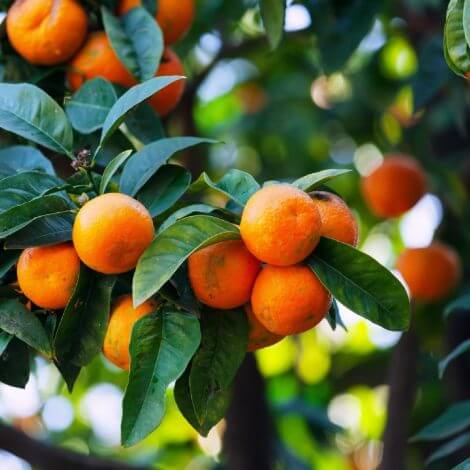 Bodrum - Mandalina Fidanı